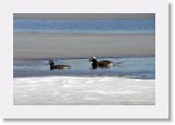Alleja_long-tailed duck2 * 2340 x 1529 * (3.43MB)